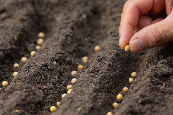 Green Beginnings: A Step-by-Step Guide to Germinating Your First Cannabis Seeds